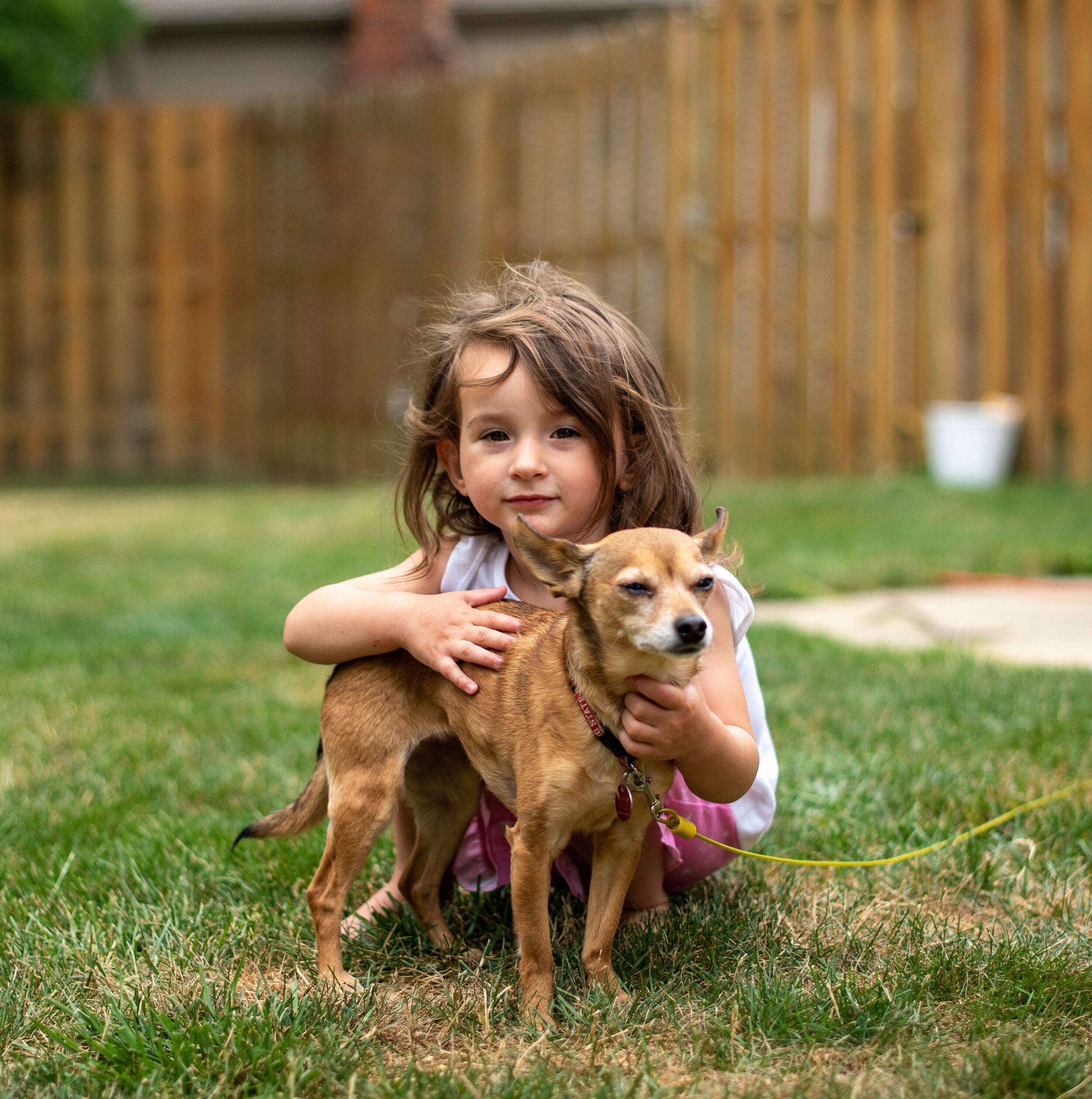 girl outside in her yard petting her brown and tan chihuahua 