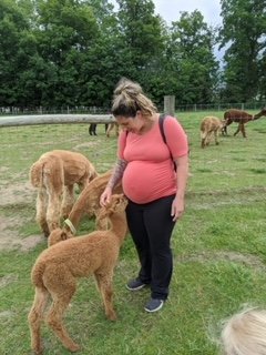 pregnant mom petting a baby alpaca while the alpaca seems to kiss her belly 