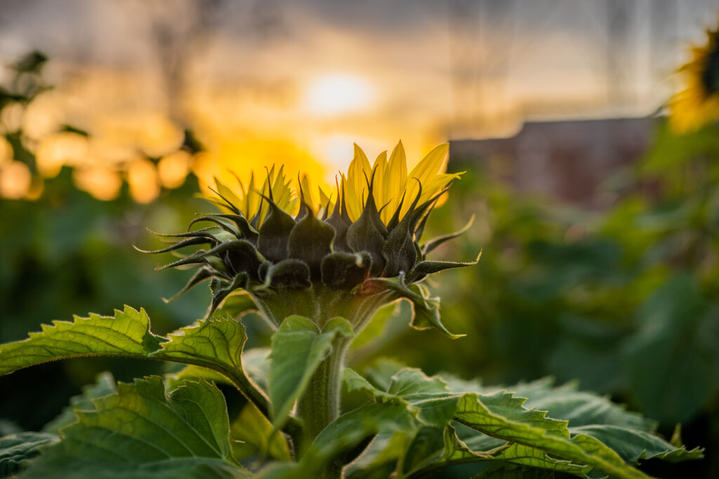 a sunflower at Maria's field of hope in avon ohio with the sun set behind it as the sunflower is blooming 