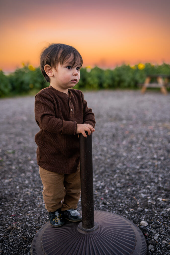 little boy staring off into the distance at marias field of hope sunflower field at sunset in avon ohio